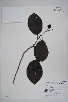 藏品(破布烏)的圖片