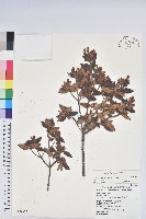 藏品(細葉杜鵑、南湖杜鵑、志佳陽杜鵑)的圖片