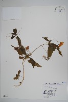 藏品(紫花鳳仙花)的圖片