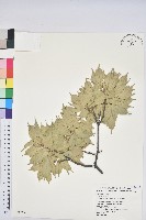 藏品(油葉石櫟)的圖片