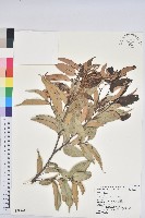 藏品(細刺苦櫧、草野錐果)的圖片