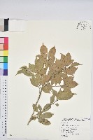 藏品(油葉石櫟)的圖片