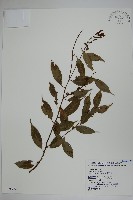 藏品(阿里山冬青)的圖片