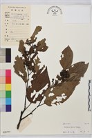 藏品(枳椇)的圖片