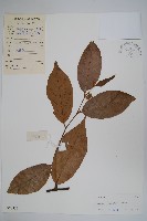 藏品(刺果紫玉盤)的圖片