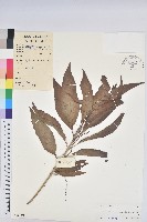 藏品(海南白桐樹)的圖片