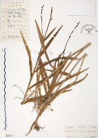 藏品(葦草蘭、鳥仔花、竹葉蘭)的圖片