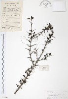 藏品(對面花)的圖片