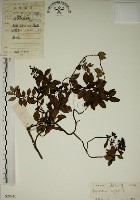 藏品(拎壁龍)的圖片