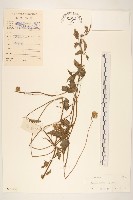 藏品(長柄菊)的圖片