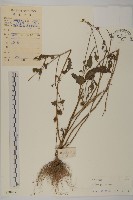 藏品(白花鬼針)的圖片