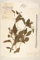 藏品(豨簽)的圖片