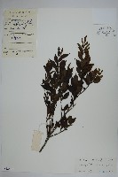 藏品(稜枝冬青)的圖片