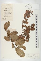 藏品(角花胡頹子)的圖片