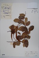 藏品(弓果藤)的圖片