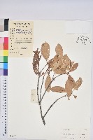 藏品(雷公青剛)的圖片