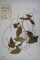 藏品(催乳藤)的圖片