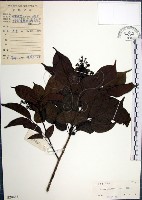 藏品(山埔姜)的圖片