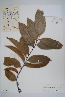 藏品(狹瓣鷹爪花)的圖片