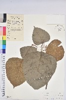 藏品(中平樹)的圖片