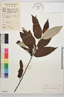 藏品(麥珠子)的圖片