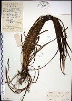 藏品(麥門冬)的圖片