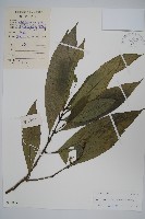 藏品(長穗馬藍)的圖片