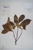 藏品(斜脈暗羅)的圖片