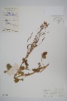 藏品(白花菜)的圖片