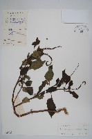 藏品(狗尾草)的圖片