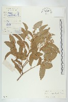 藏品(青梅)的圖片