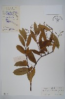 藏品(小錦蘭)的圖片