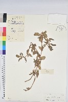 藏品(乳仔草)的圖片