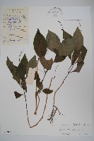 藏品(針刺草)的圖片