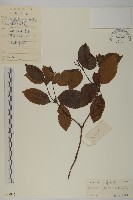 藏品(草珊瑚、紅果金粟蘭)的圖片
