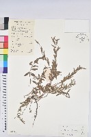 藏品(地楊桃)的圖片