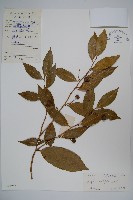 藏品(銳葉山柑)的圖片