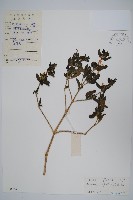 藏品(六角英, 槍刀菜)的圖片