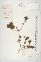 藏品(蒼耳)的圖片