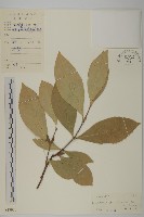 藏品(隱脈假衛矛)的圖片