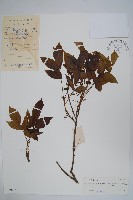 藏品(木蜡樹、野漆樹)的圖片