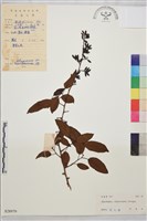 藏品(多花勾兒茶, 多花黃鱔藤)的圖片