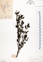 藏品(烏皮九芎、奮起湖野茉莉)的圖片