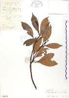 藏品(豬腳楠)的圖片