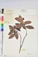 藏品(多花杜鵑)的圖片