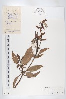 藏品(薯豆)的圖片