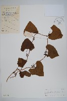 藏品(管花馬兜鈴)的圖片