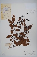 藏品(刺黃藤)的圖片