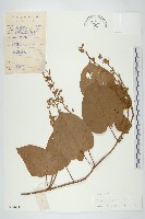 藏品(異萼飛蛾藤)的圖片