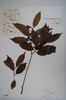 藏品(冬青)的圖片